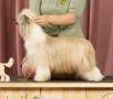 Ilatani Style Mayami Chinese Crested