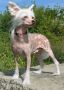 Strong Style Alysa Chinese Crested