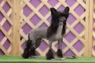 Anna Sky Kennel Her Majesty Chinese Crested