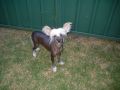 Chinkie Yen Freckles Chinese Crested