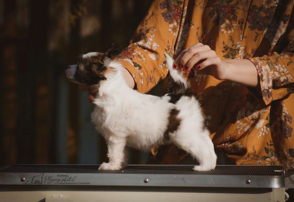 Like Donkey Kong Plsovy pritel