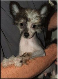 Ittybitty Night Fever