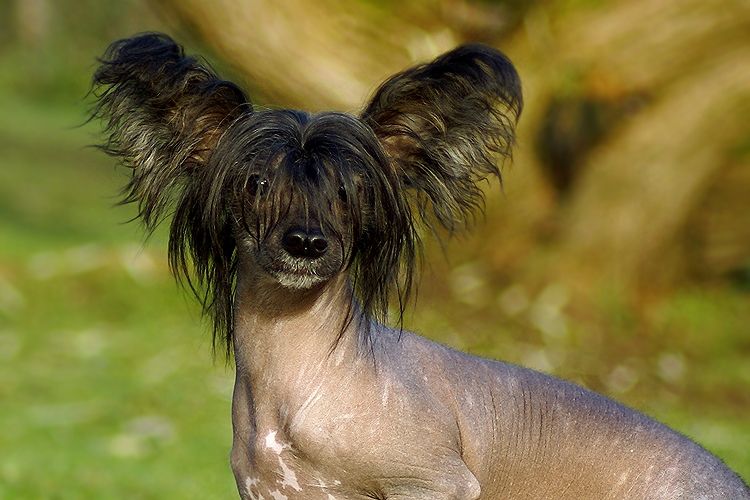 Old Chum's Perfectly Basic