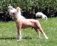 Oriental Jokes Red Star Number One