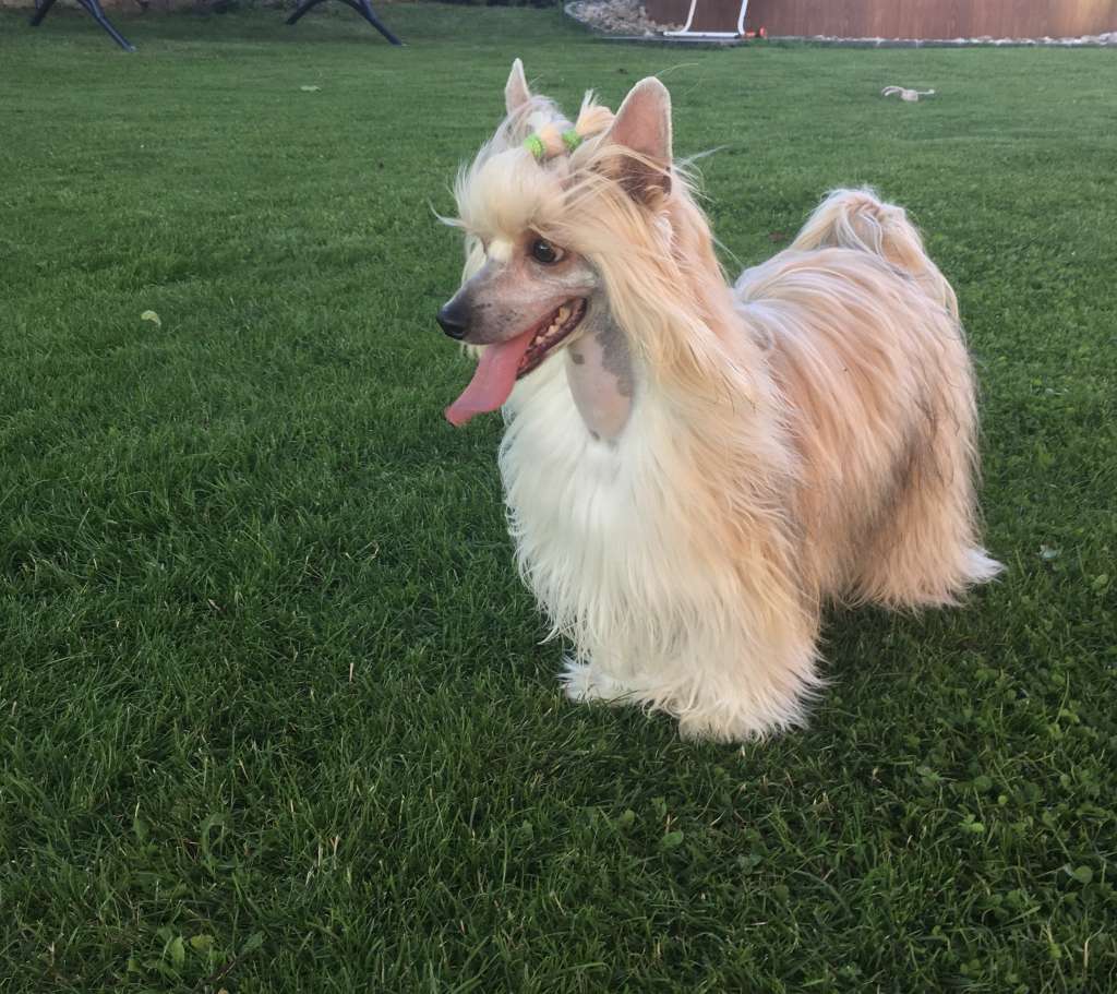 Nicholas z Pulnocniho dvora