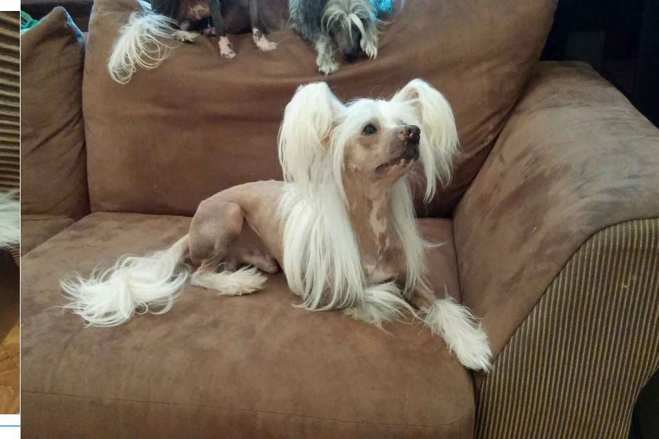 Curlycrest's One Of Theese Days