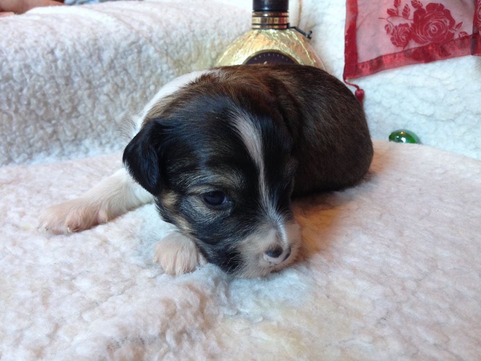 Evladiy Winning Smile