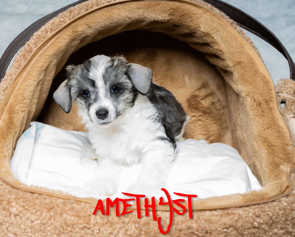 Amethyst von der Luisenwieke