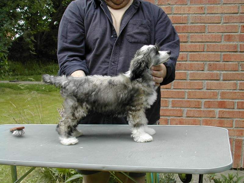 Koynaur's Dudley's Dolce Vita