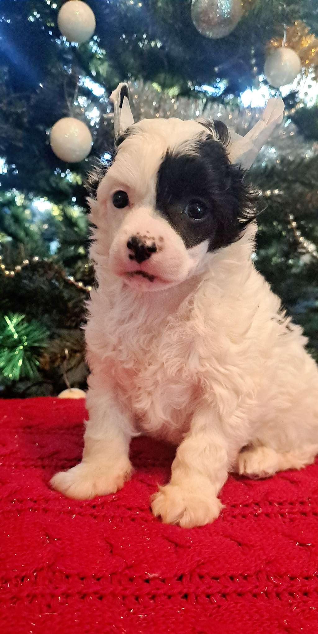 Diamentowa Diva Sasima Fci