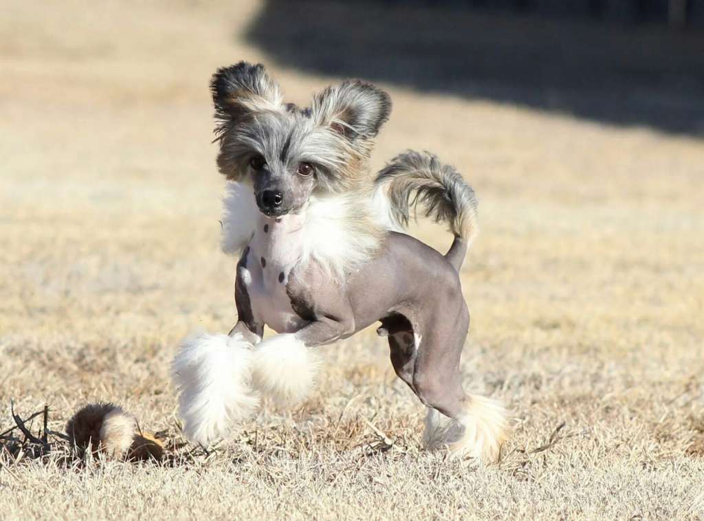 Klearly Sin in Skin at Roserok