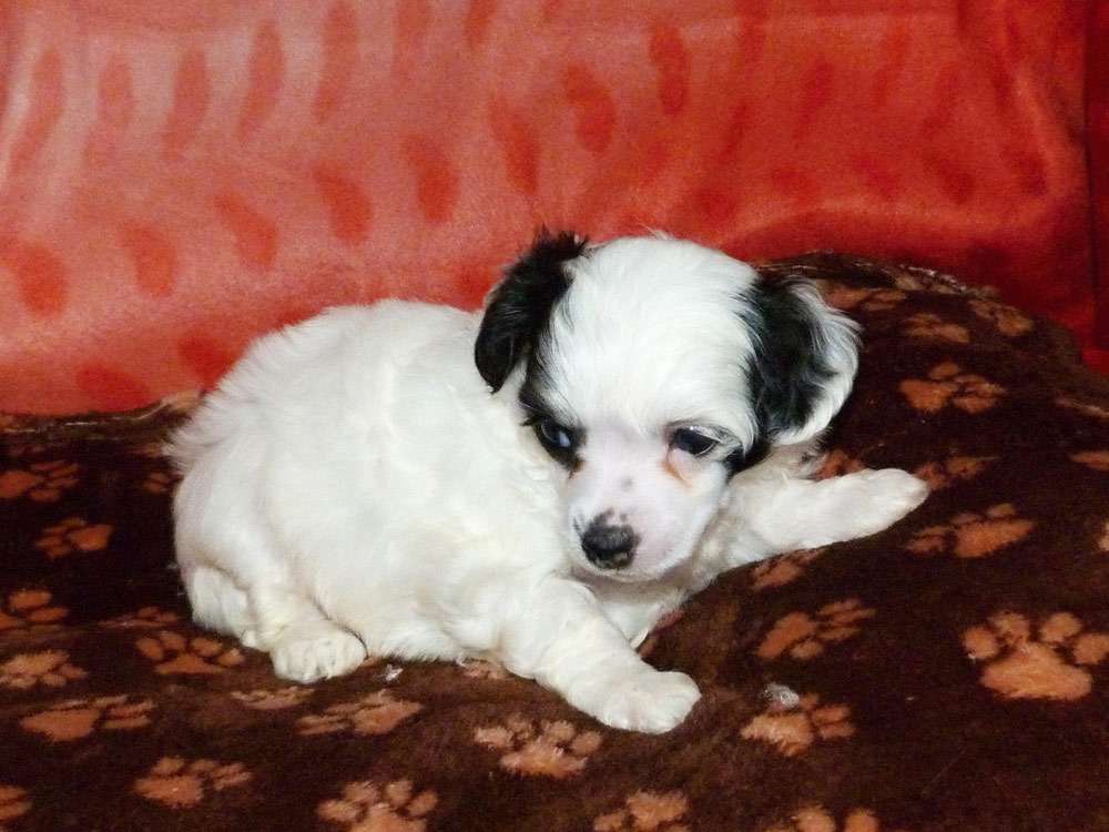 Rayzel z Pulnocního dvora