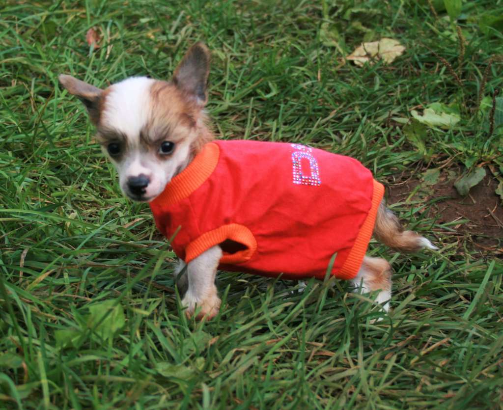 Angel O'chek Chelentano