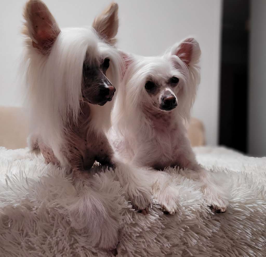 Chikami Chloe z Jaromerskeho panství