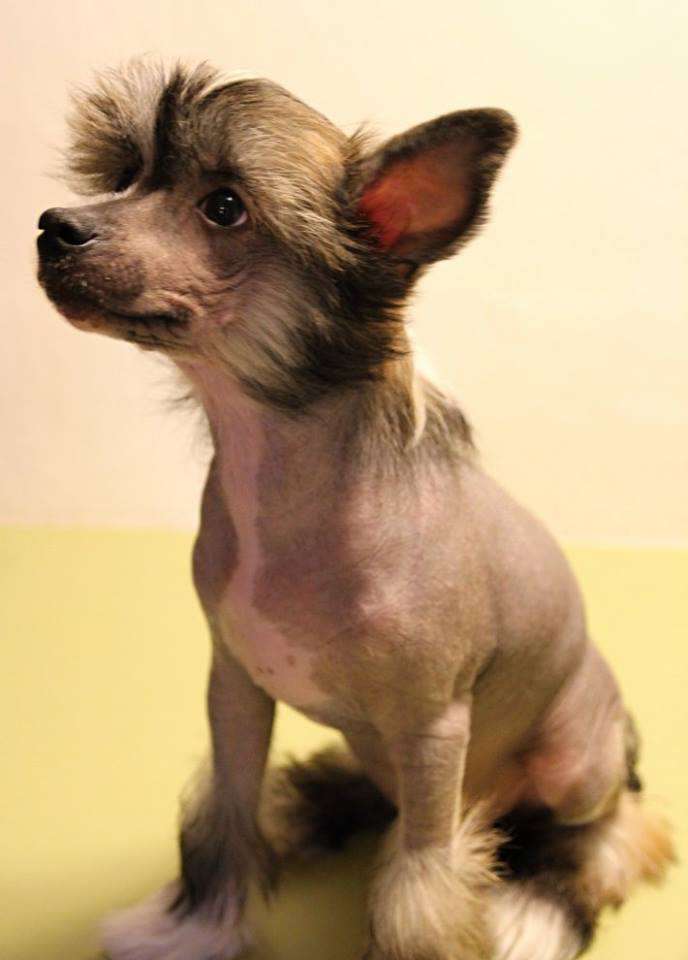 Bastien Cinske stesti