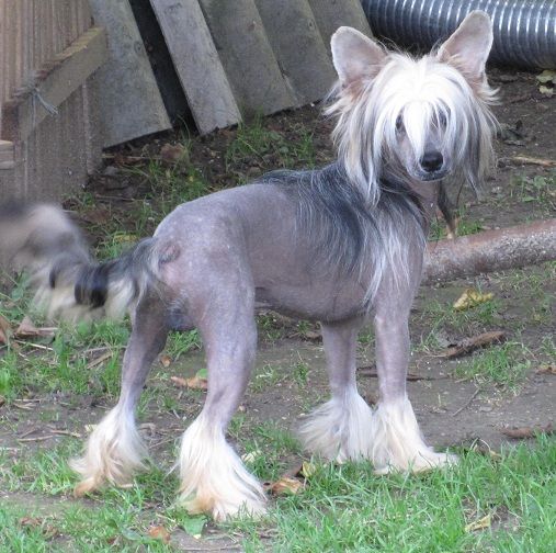 Quentin My Prince Al Maarii Sapphire