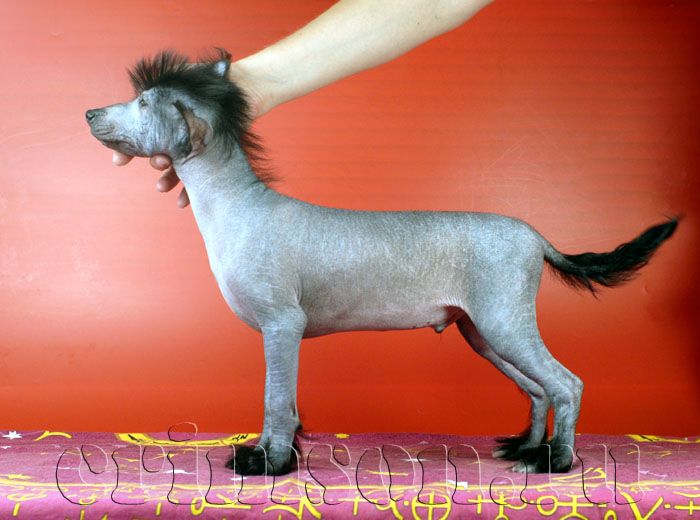 Rus Crimson Empaer Apachi