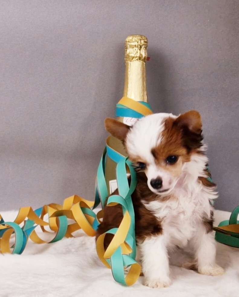 Quaffel von Natelberg