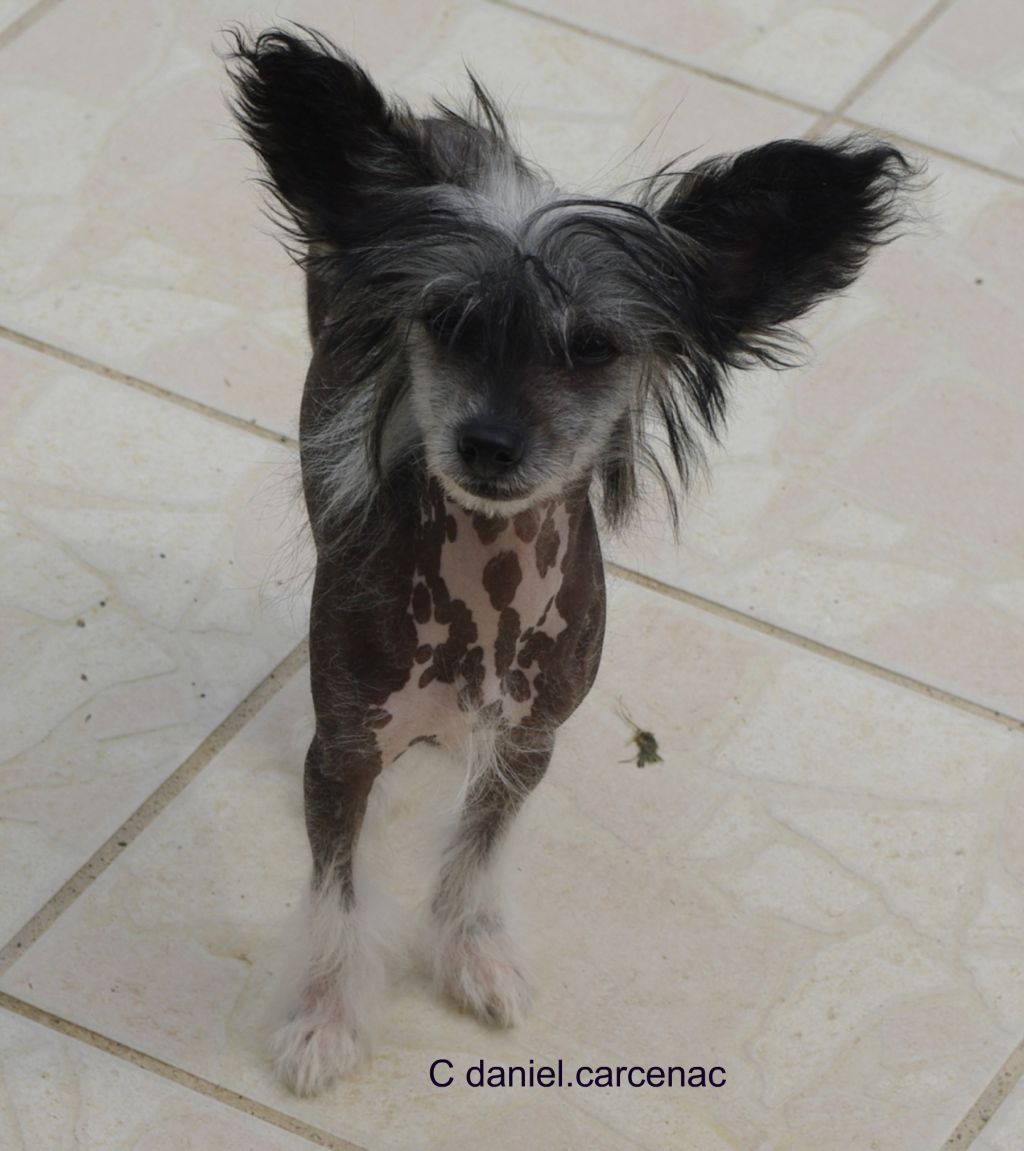 Fu-ling Dapco du Soleil Levant de Lastrèche