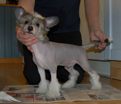 Princess Leia's Rocket Man