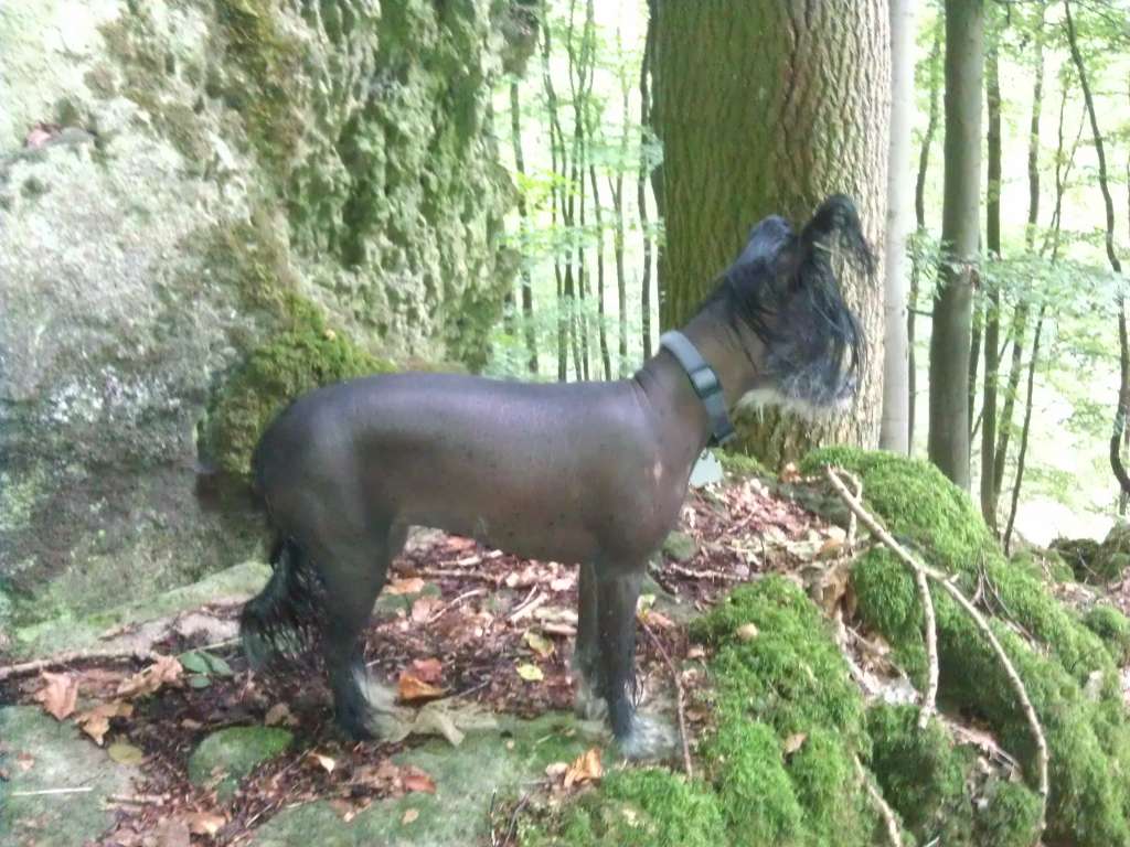 Agape King of Diamonds