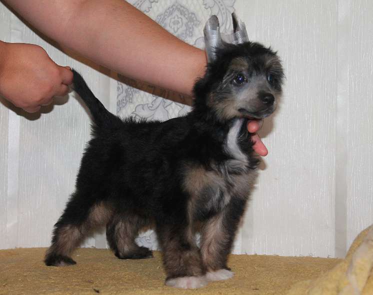 Pallada Molosos Gratzi