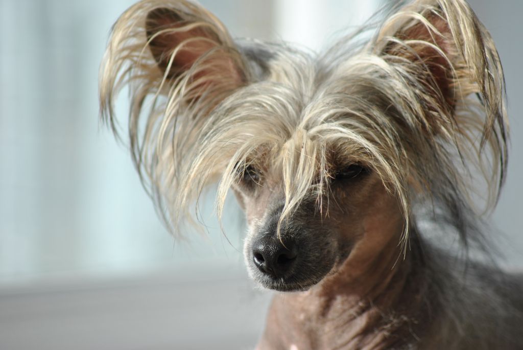 Yorcrechi's Winner Takes All