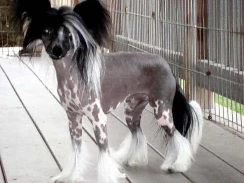 Shida Smooth Sensation