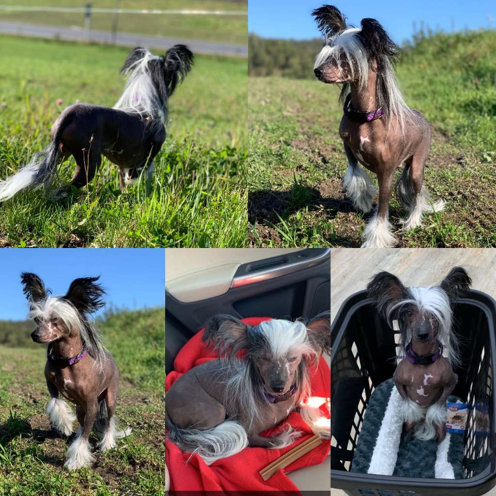 Girls Girls Fast And Furious