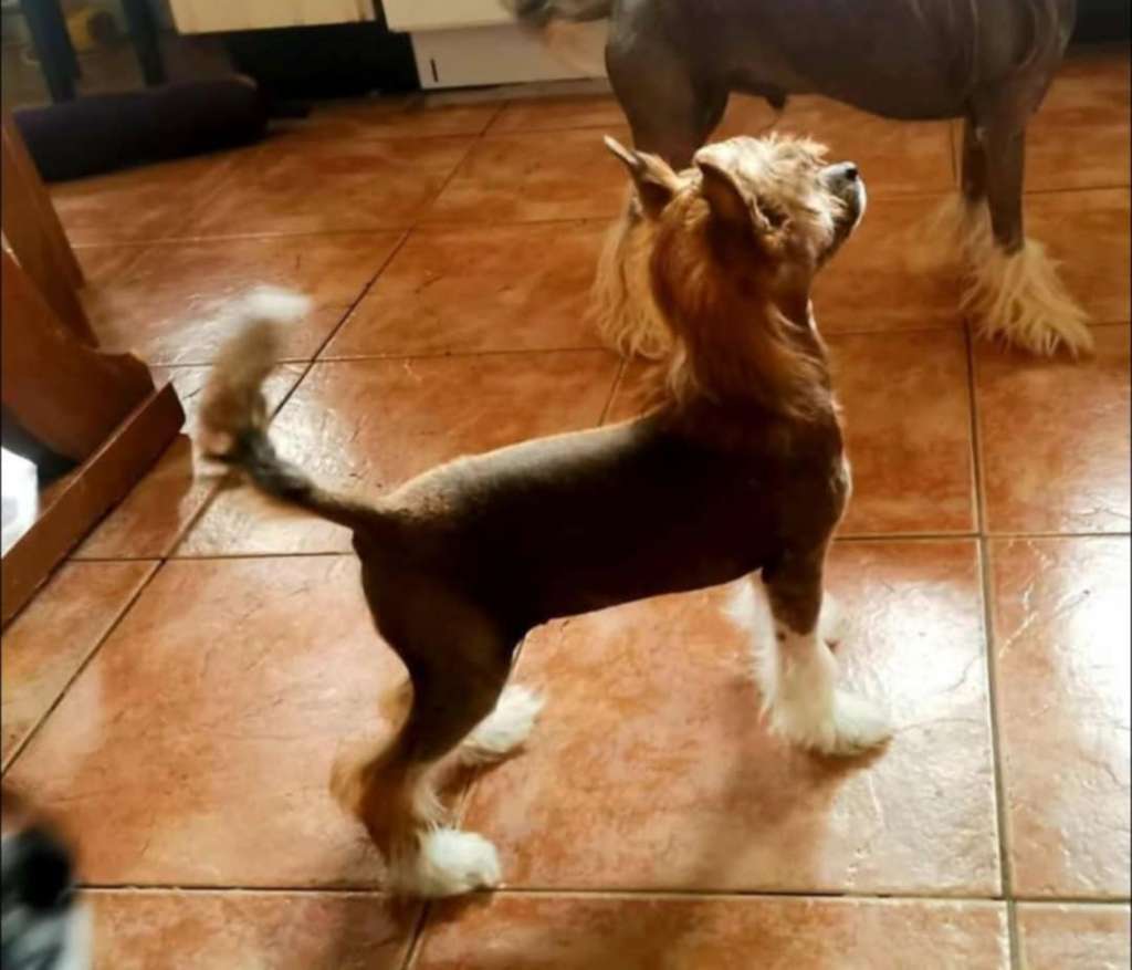 Tournais Mind Your Own Biscuit