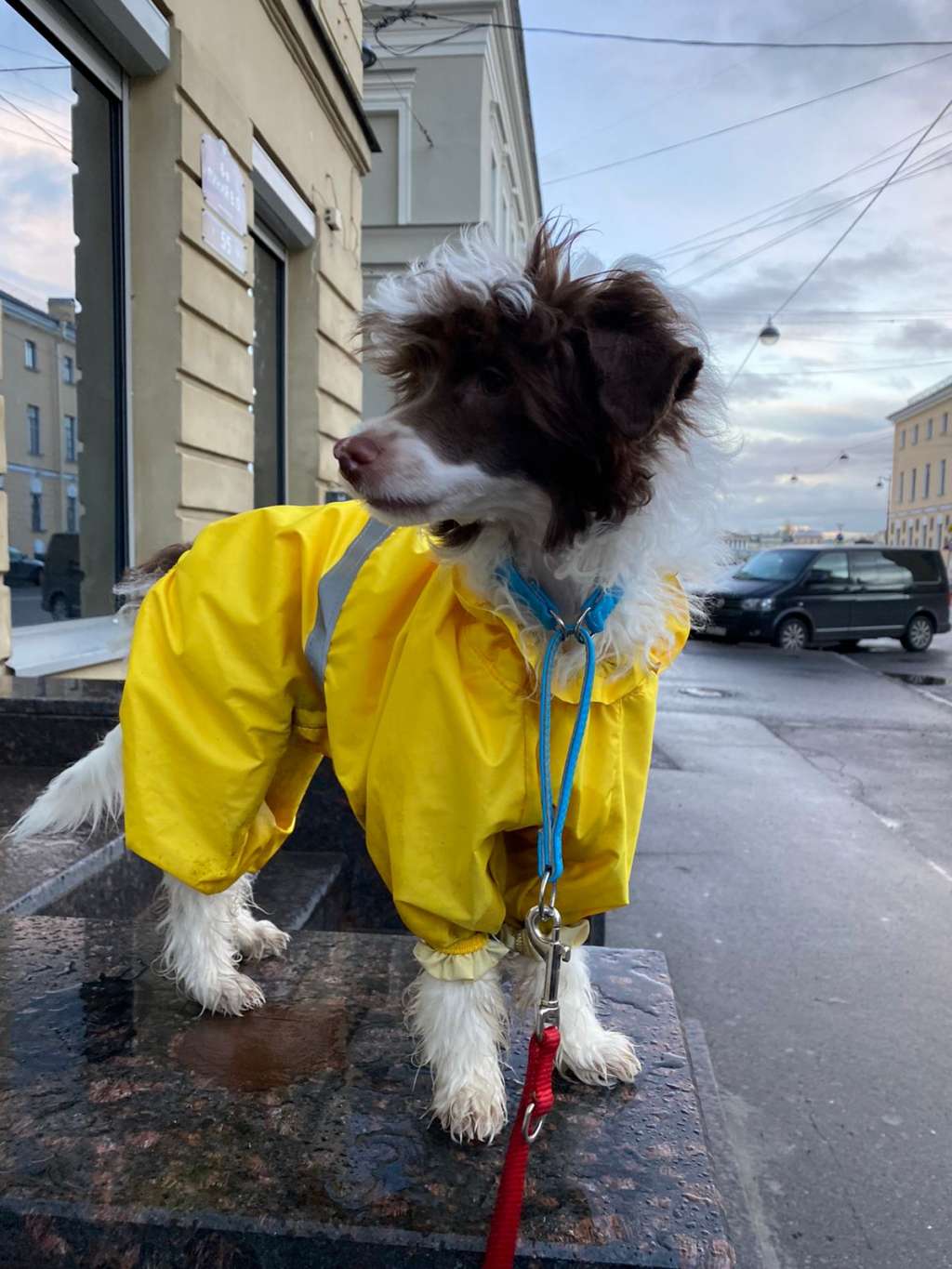 Pride of Boss Gorgeous Flower Georginum