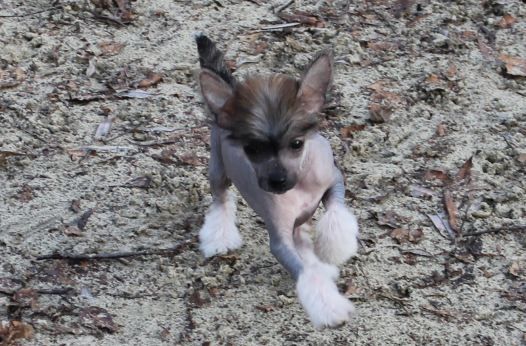 L' Top Model De Rama