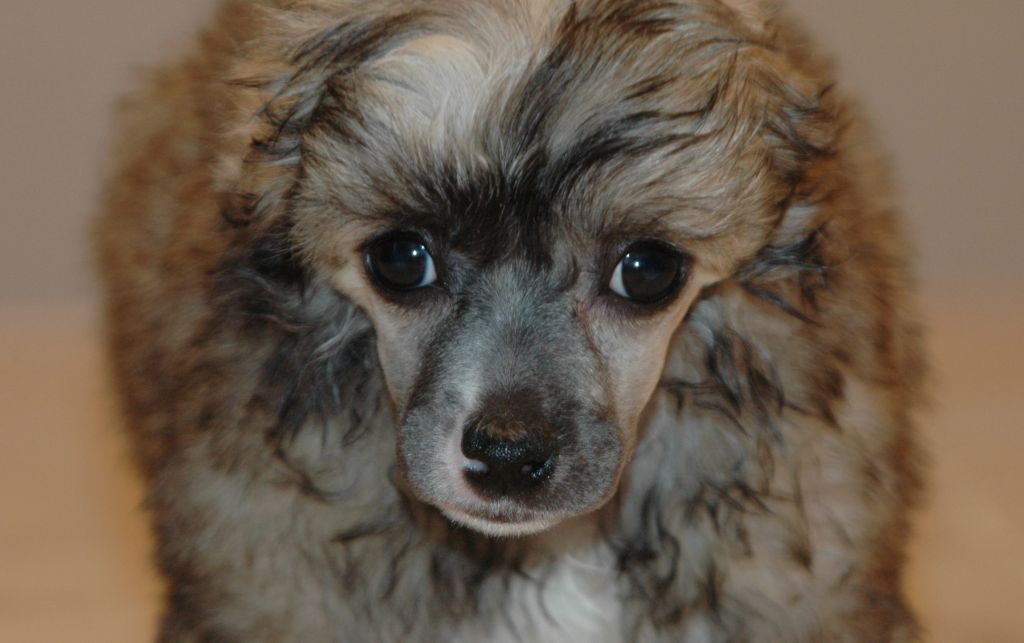 Illinois Little Champs