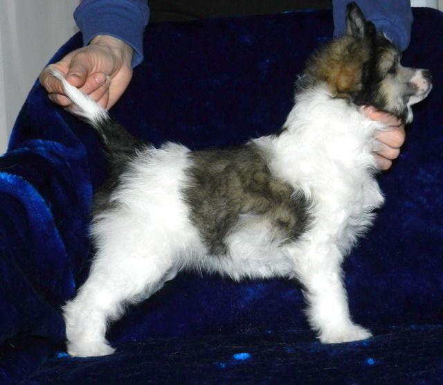 Gloria iz Sozvezdiya Khana