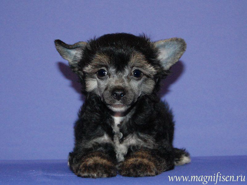 True Magnifisen Intriguer