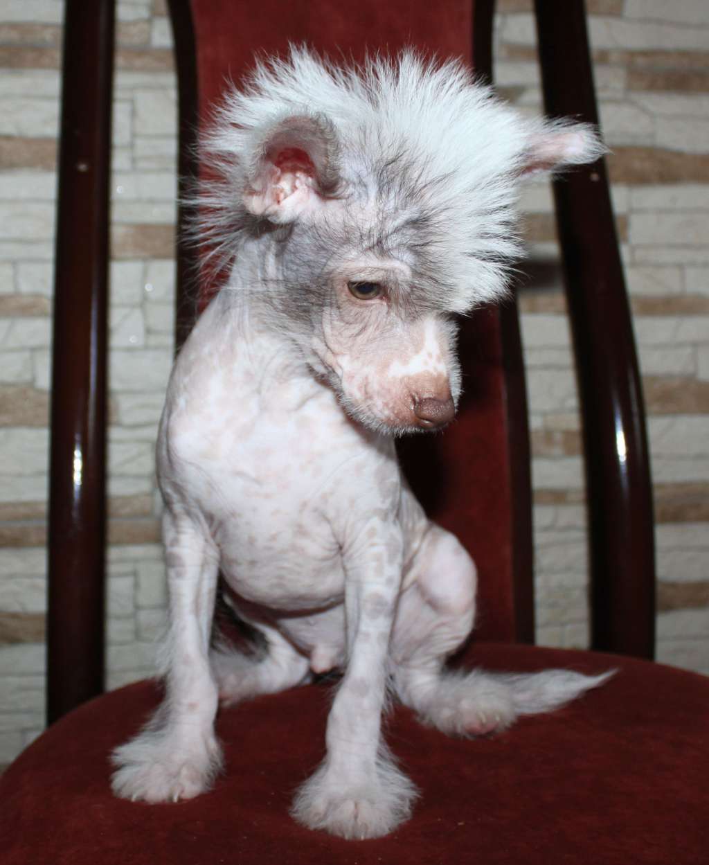 Bestiyan Vanilla Ice iz Clana Timurlana