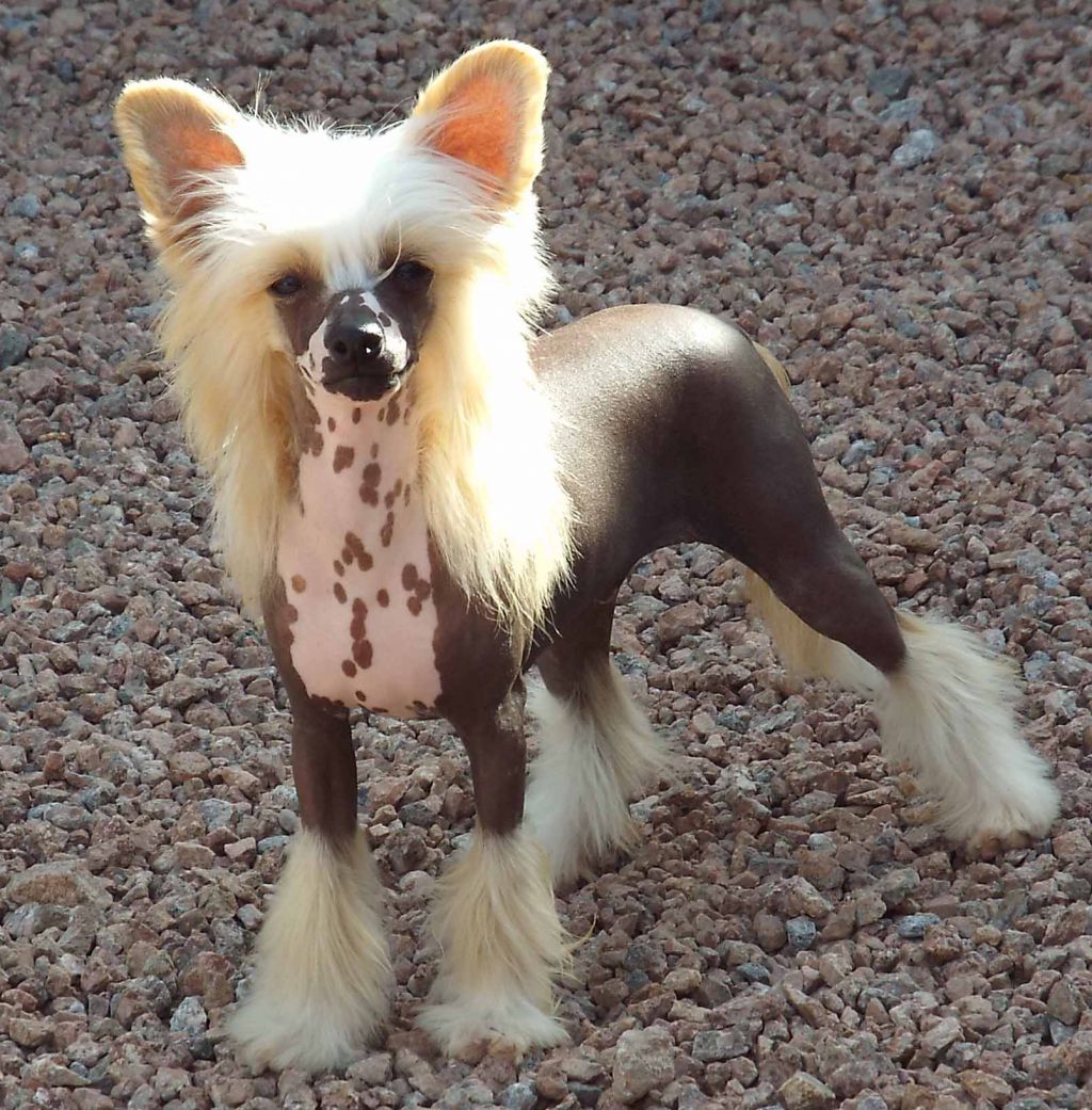 Can GRCH Crest-Vue Leave My Willy Alone