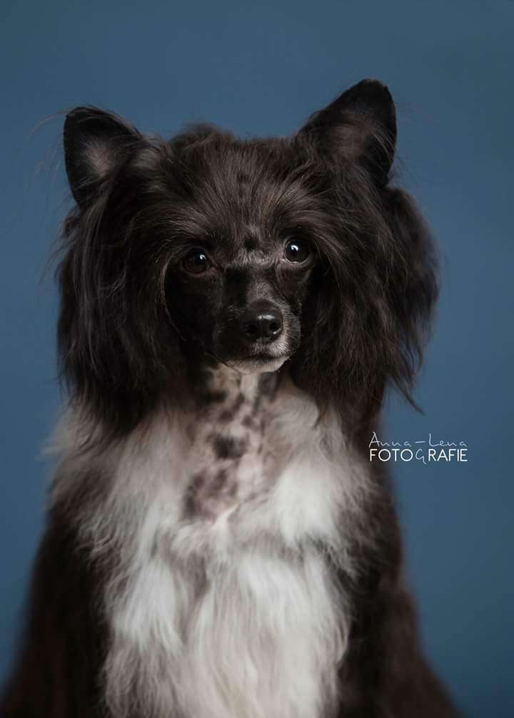 CH Little Rehma's Dark Melody