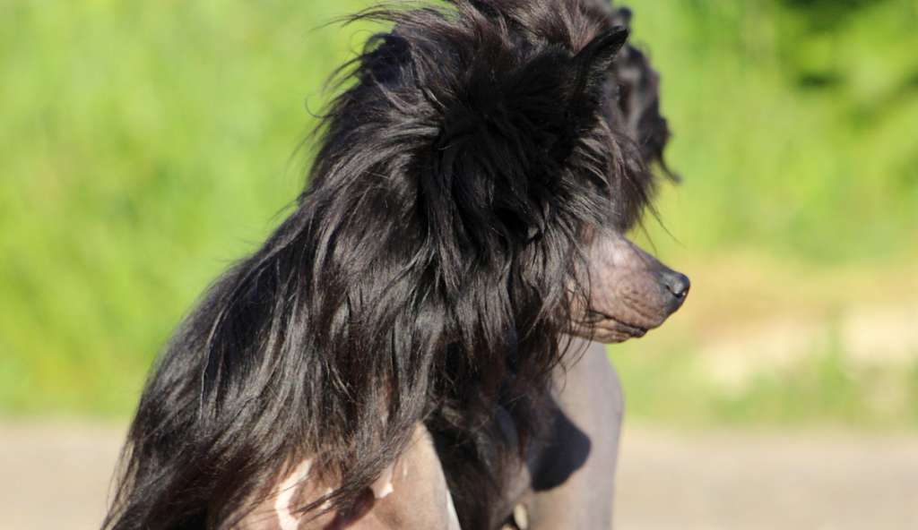 Olinda Soft iz Clana Timurlana