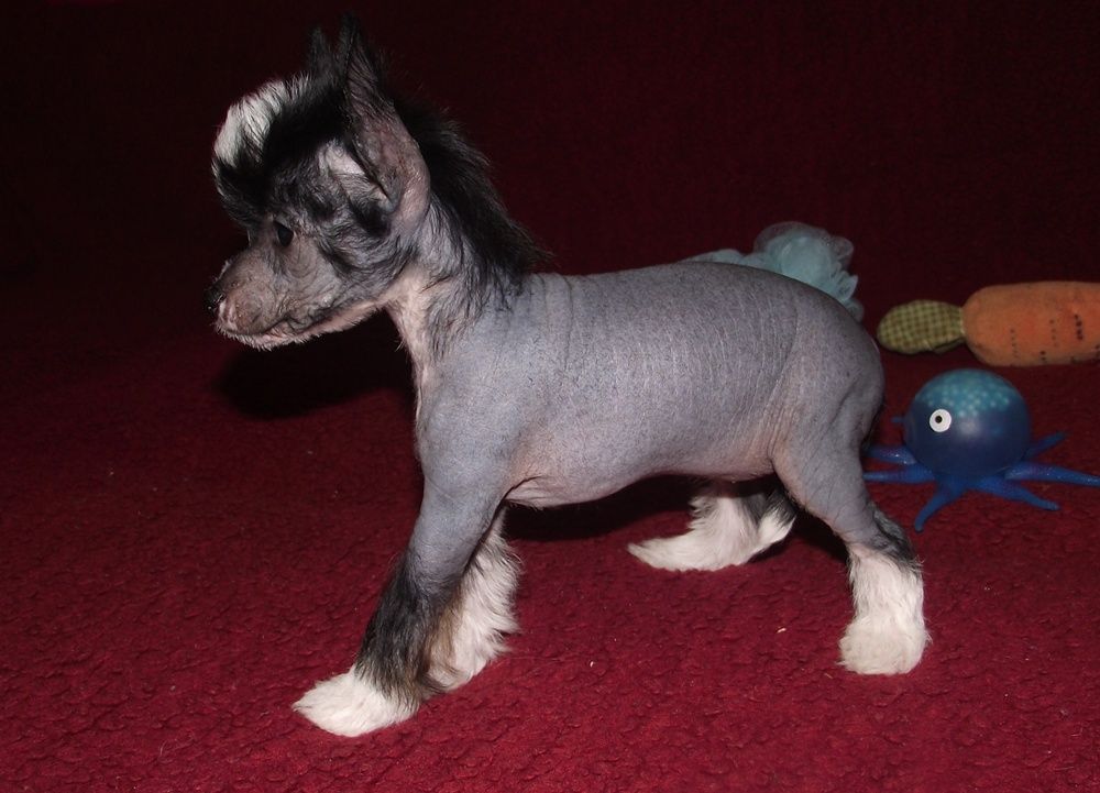 Bellona Black Georgina- Guci