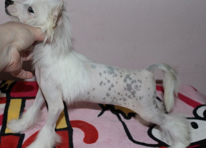 Mystic Man de L'Essence de Mon Tout