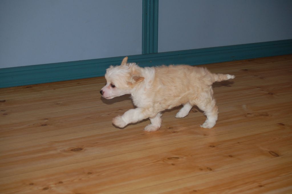 De La Mahafu's Honest Havanna.