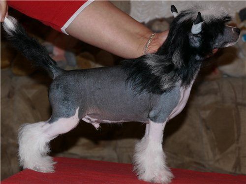 Bravo BeauBello Jivanshi Minodora