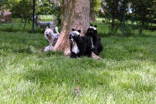 Oriental Jokes El Dragon