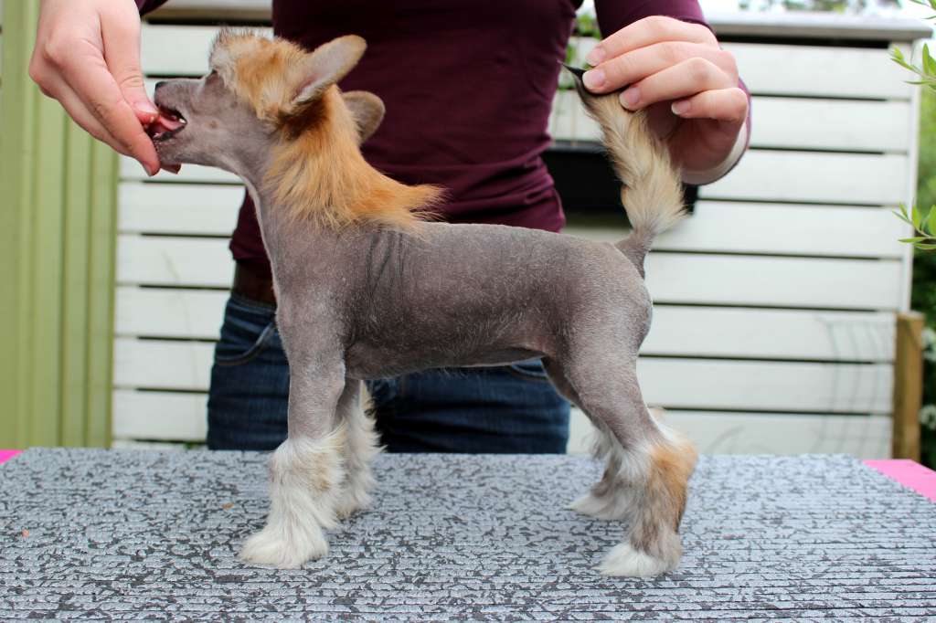 Curlesque's Stars 'n' Fame