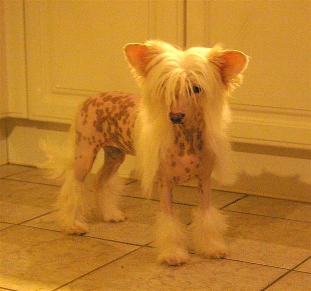 Chocolate Crispy von Shinbashi