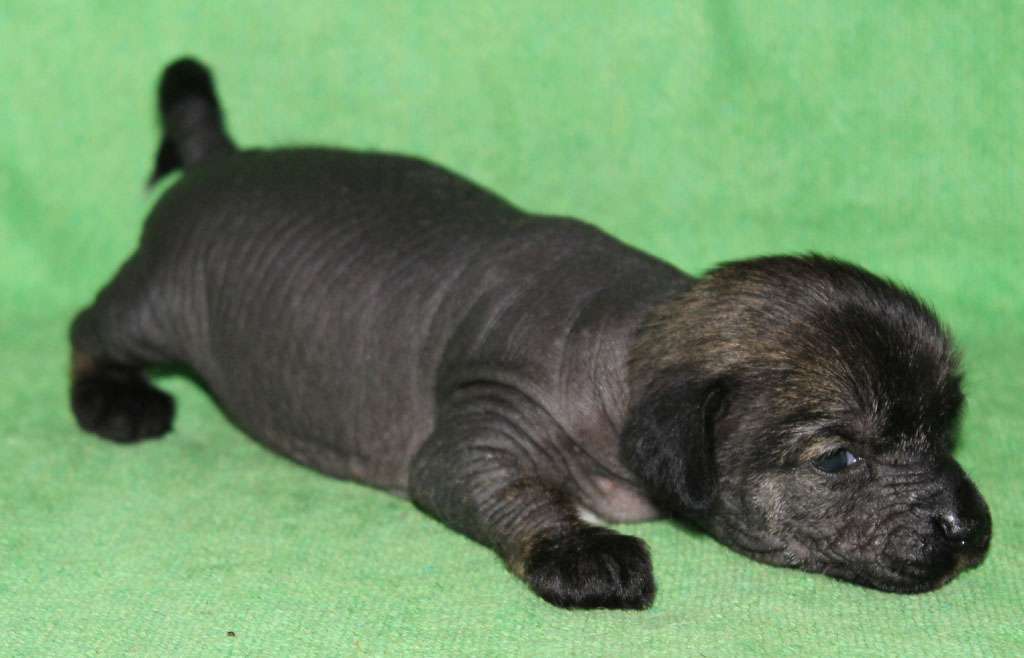 Owl of the storm de Almamasan