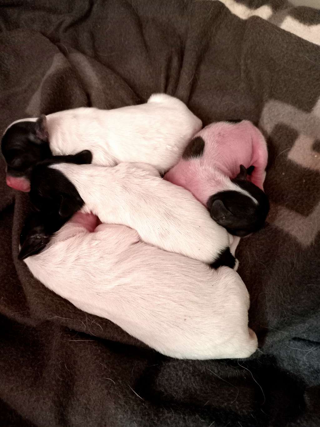 Leader Cherished Dream