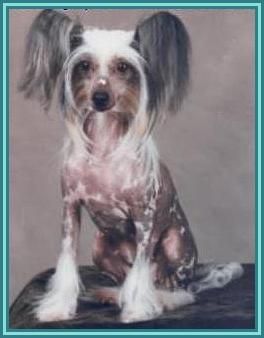 Gingery's Kamikaze V. Janard