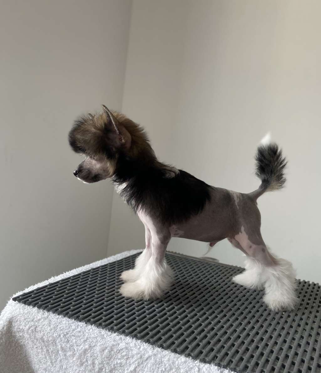 Rosa sinensis wide